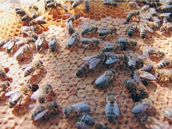 Пчеловодство для начинающих Пчеловодство для начинающих