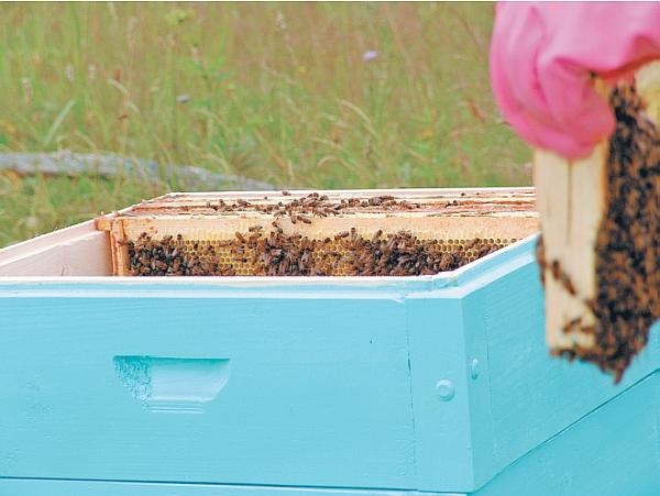 Пчеловодство для начинающих Пчеловодство для начинающих