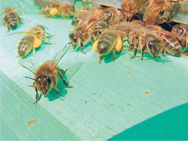 Пчеловодство для начинающих Пчеловодство для начинающих