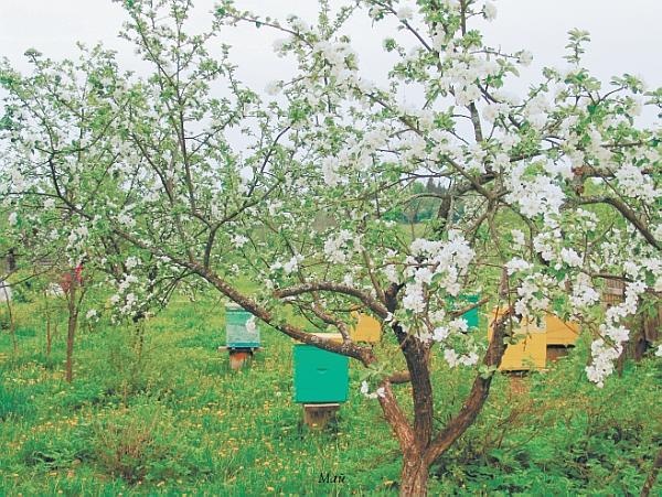 Пчеловодство для начинающих Пчеловодство для начинающих