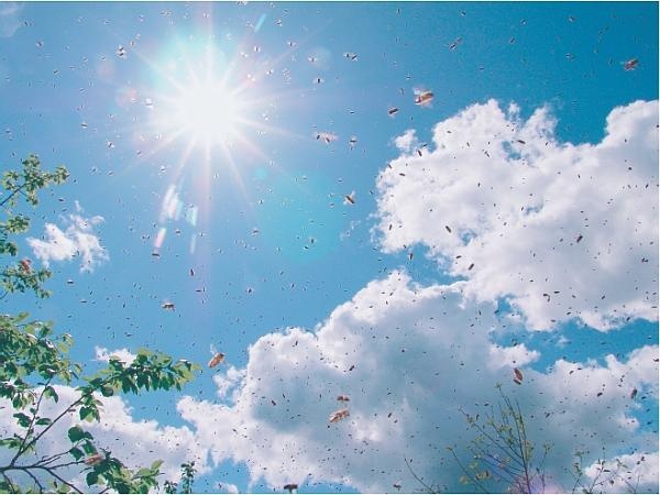 Пчеловодство для начинающих Пчеловодство для начинающих
