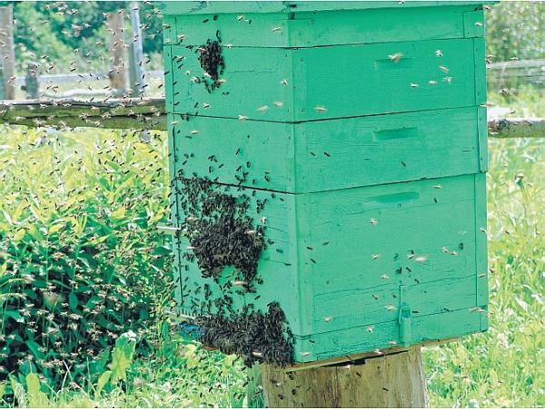 Пчеловодство для начинающих Пчеловодство для начинающих