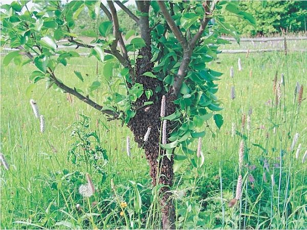 Пчеловодство для начинающих Пчеловодство для начинающих