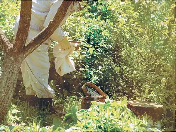 Пчеловодство для начинающих Пчеловодство для начинающих