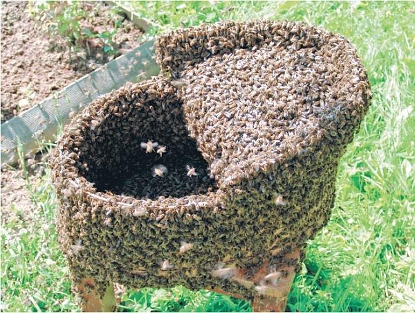 Пчеловодство для начинающих Пчеловодство для начинающих