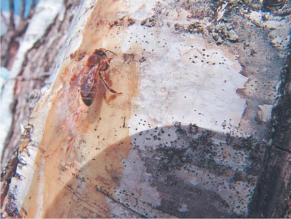 Пчеловодство для начинающих Пчеловодство для начинающих