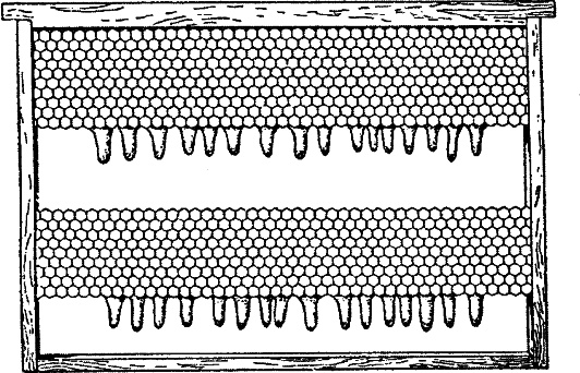 Азбука пчеловода. Руководство по разведению пчел на приусадебном участке Азбука пчеловода. Руководство по разведению пчел на приусадебном участке