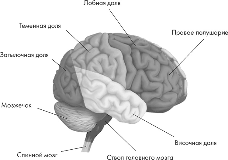 Научные битвы за душу. Новейшие знания о мозге и вера в Бога Научные битвы за душу. Новейшие знания о мозге и вера в Бога