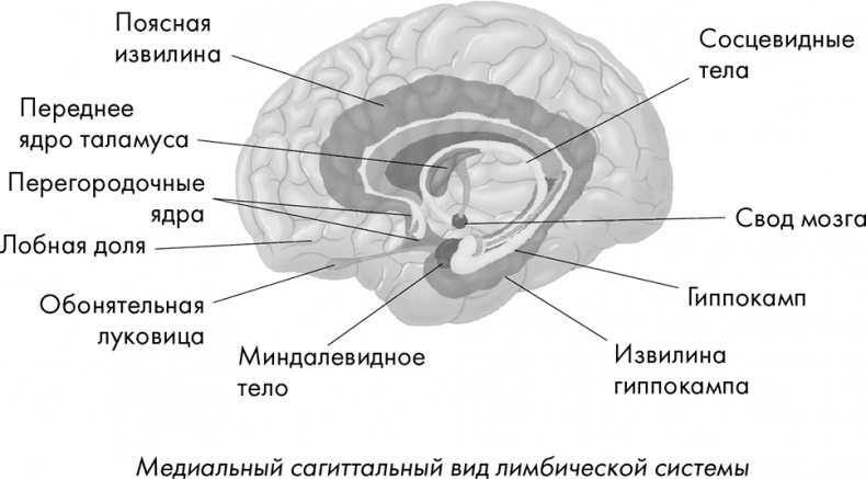 Научные битвы за душу. Новейшие знания о мозге и вера в Бога Научные битвы за душу. Новейшие знания о мозге и вера в Бога