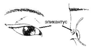 Эректус бродит между нами. Покорение белой расы Эректус бродит между нами. Покорение белой расы