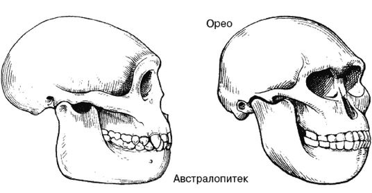Эректус бродит между нами. Покорение белой расы Эректус бродит между нами. Покорение белой расы