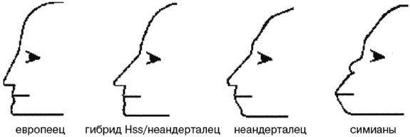 Эректус бродит между нами. Покорение белой расы Эректус бродит между нами. Покорение белой расы