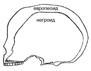 Эректус бродит между нами. Покорение белой расы Эректус бродит между нами. Покорение белой расы