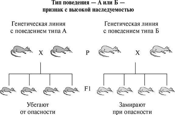 Стой, кто ведет? Биология поведения человека и других зверей Стой, кто ведет? Биология поведения человека и других зверей