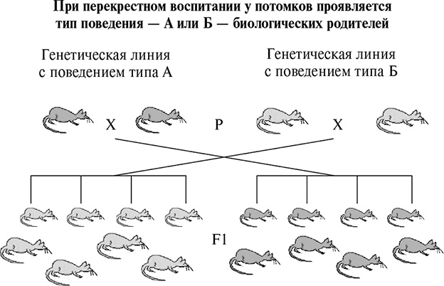 Стой, кто ведет? Биология поведения человека и других зверей Стой, кто ведет? Биология поведения человека и других зверей