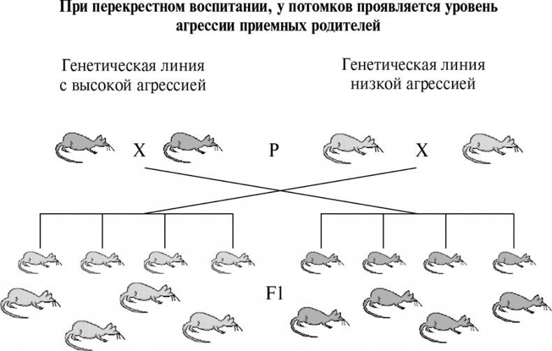 Стой, кто ведет? Биология поведения человека и других зверей Стой, кто ведет? Биология поведения человека и других зверей