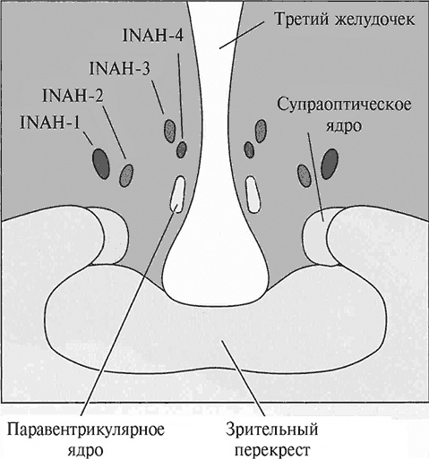 Стой, кто ведет? Биология поведения человека и других зверей Стой, кто ведет? Биология поведения человека и других зверей