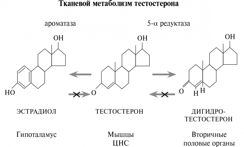 Стой, кто ведет? Биология поведения человека и других зверей Стой, кто ведет? Биология поведения человека и других зверей