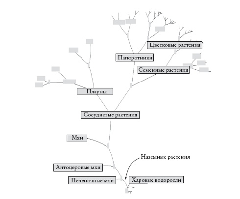 Рассказ предка. Паломничество к истокам жизни