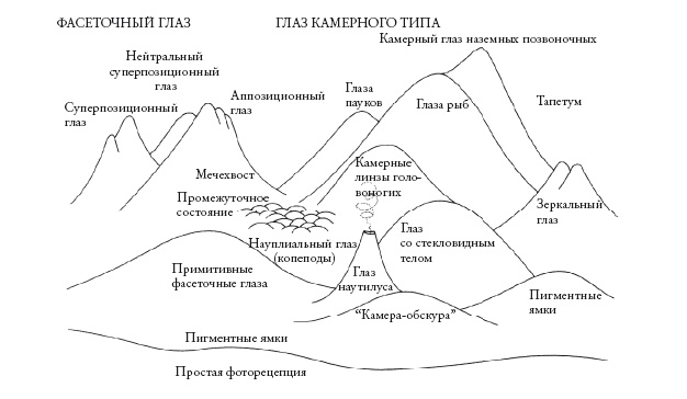 Рассказ предка. Паломничество к истокам жизни Рассказ предка. Паломничество к истокам жизни