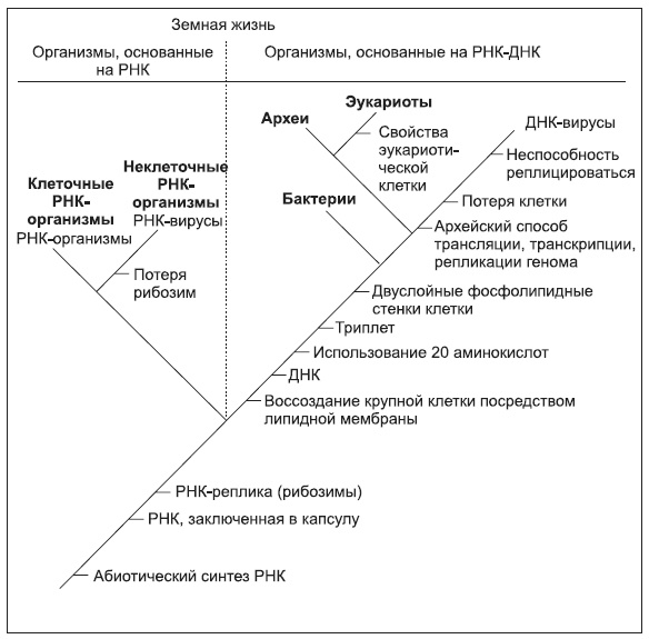 Новая история происхождения жизни на Земле Новая история происхождения жизни на Земле