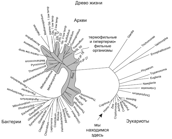 Новая история происхождения жизни на Земле Новая история происхождения жизни на Земле