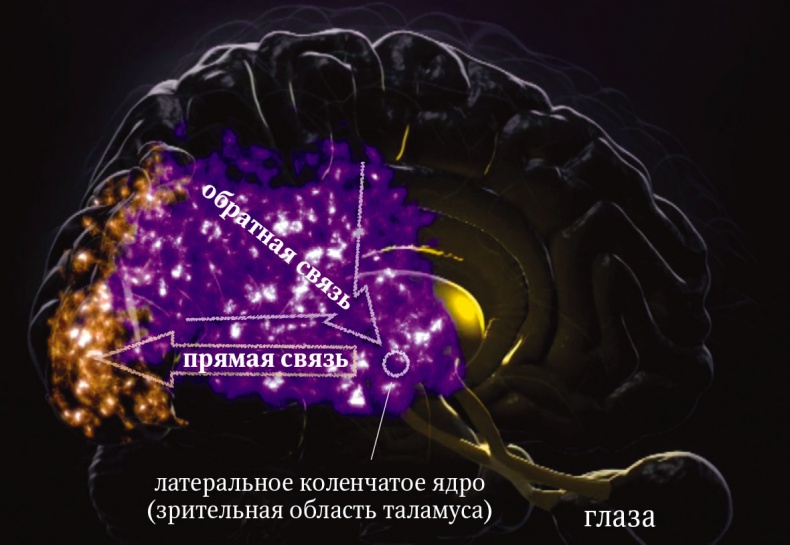 Мозг. Ваша личная история Мозг. Ваша личная история