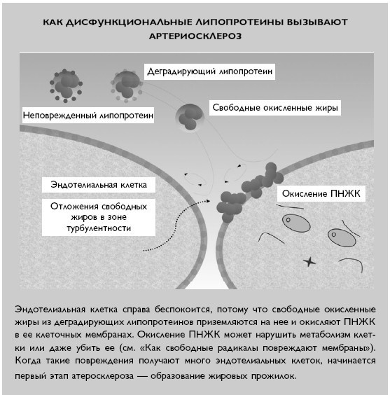 Умный ген. Какая еда нужна нашей ДНК Умный ген. Какая еда нужна нашей ДНК