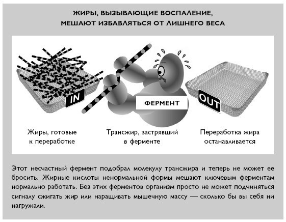 Умный ген. Какая еда нужна нашей ДНК Умный ген. Какая еда нужна нашей ДНК