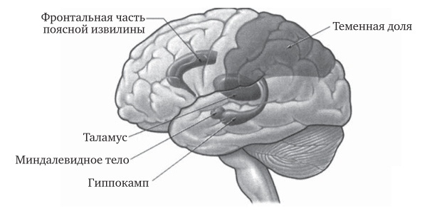 Мозг во сне. Что происходит с мозгом, пока мы спим Мозг во сне. Что происходит с мозгом, пока мы спим