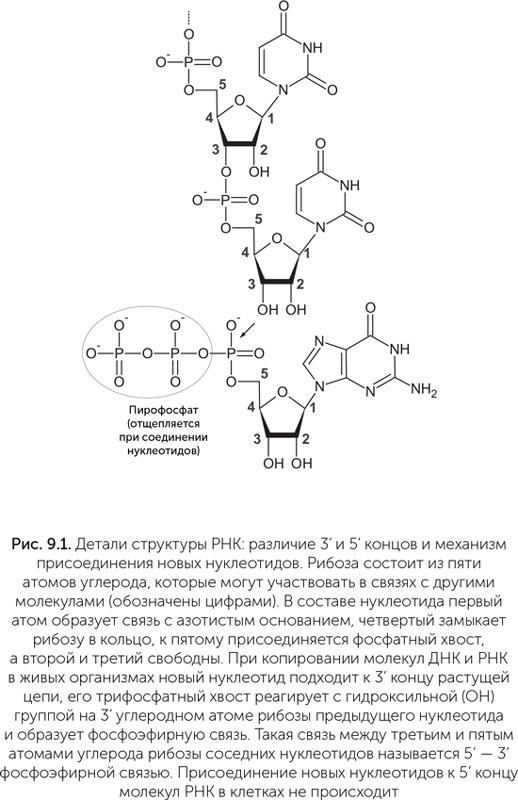 Происхождение жизни. От туманности до клетки Происхождение жизни. От туманности до клетки