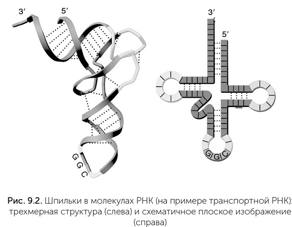 Происхождение жизни. От туманности до клетки Происхождение жизни. От туманности до клетки