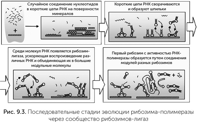 Происхождение жизни. От туманности до клетки Происхождение жизни. От туманности до клетки