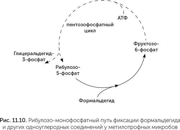 Происхождение жизни. От туманности до клетки Происхождение жизни. От туманности до клетки