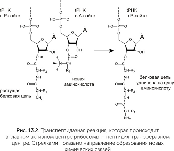 Происхождение жизни. От туманности до клетки Происхождение жизни. От туманности до клетки