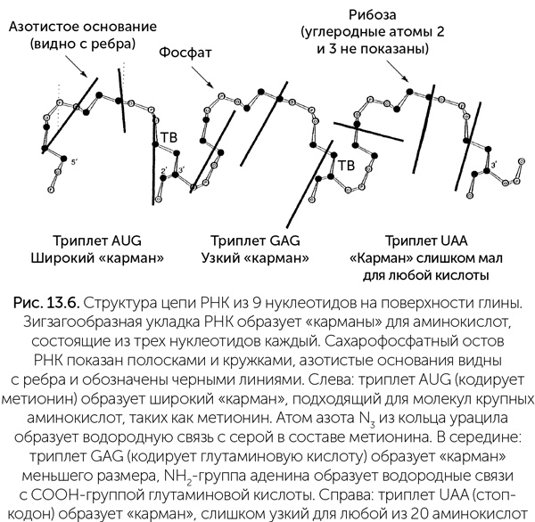 Происхождение жизни. От туманности до клетки Происхождение жизни. От туманности до клетки