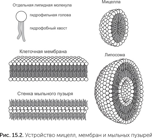 Происхождение жизни. От туманности до клетки Происхождение жизни. От туманности до клетки