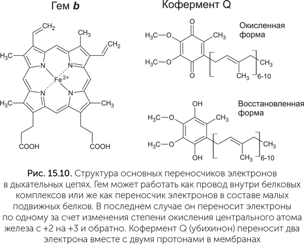 Происхождение жизни. От туманности до клетки Происхождение жизни. От туманности до клетки