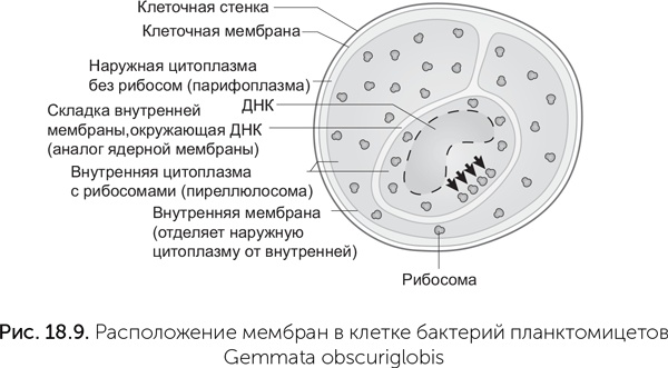 Происхождение жизни. От туманности до клетки Происхождение жизни. От туманности до клетки