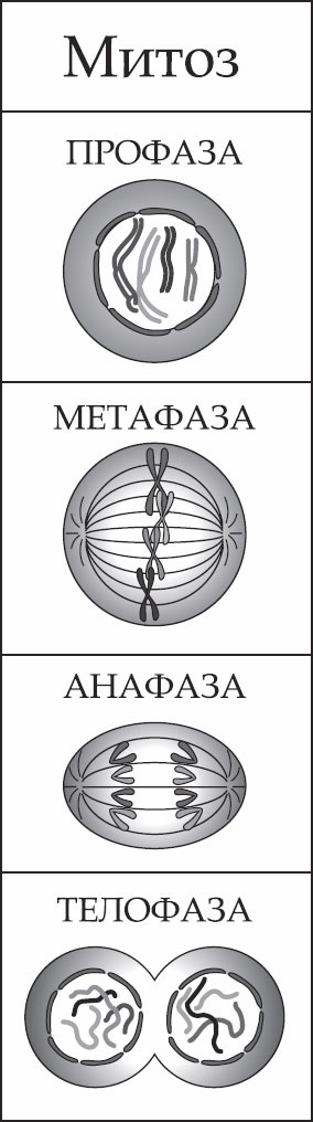 Генетика за 1 час Генетика за 1 час