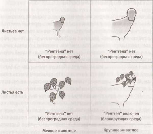 Революция в зрении. Что, как и почему мы видим на самом деле Революция в зрении. Что, как и почему мы видим на самом деле