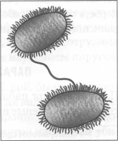 Микрокосм. E. coli и новая наука о жизни Микрокосм. E. coli и новая наука о жизни
