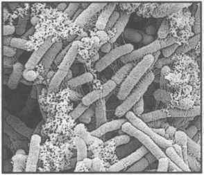Микрокосм. E. coli и новая наука о жизни Микрокосм. E. coli и новая наука о жизни