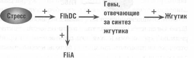 Микрокосм. E. coli и новая наука о жизни Микрокосм. E. coli и новая наука о жизни