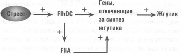 Микрокосм. E. coli и новая наука о жизни Микрокосм. E. coli и новая наука о жизни