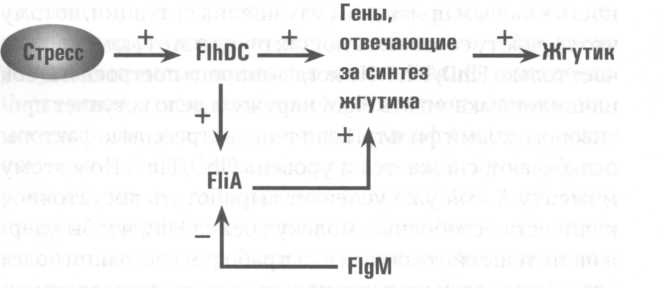 Микрокосм. E. coli и новая наука о жизни Микрокосм. E. coli и новая наука о жизни