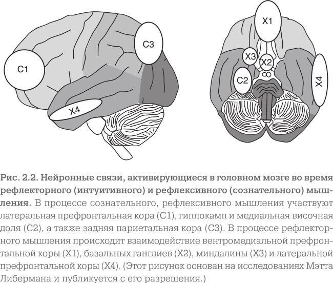 Мозг. Тонкая настройка. Наша жизнь с точки зрения нейронауки Мозг. Тонкая настройка. Наша жизнь с точки зрения нейронауки