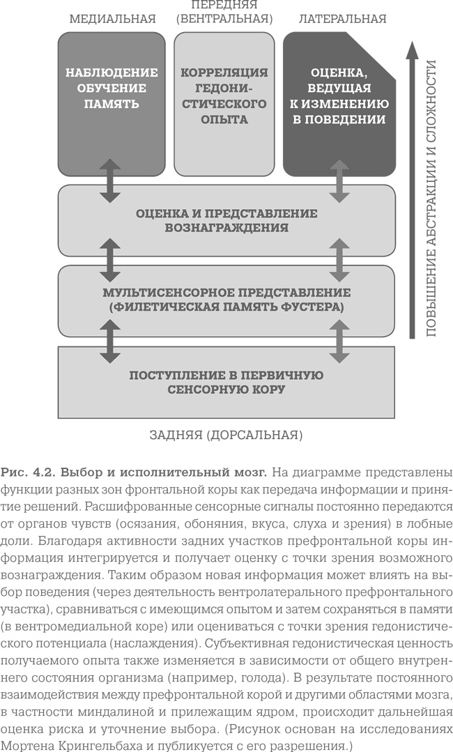 Мозг. Тонкая настройка. Наша жизнь с точки зрения нейронауки Мозг. Тонкая настройка. Наша жизнь с точки зрения нейронауки