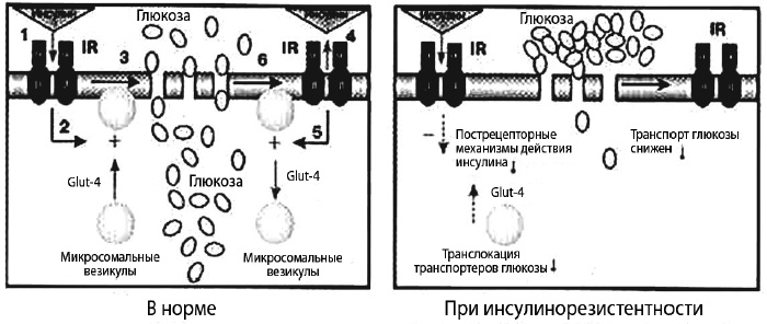 Пора лечиться правильно. Медицинская энциклопедия Пора лечиться правильно. Медицинская энциклопедия