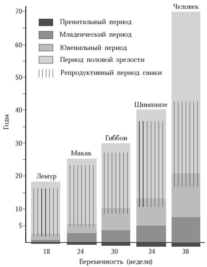 Антропология пола Антропология пола